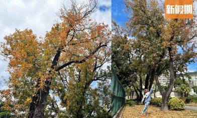 九龍塘紅葉｜根德道花園都有紅葉睇！隱世賞楓地點 附詳細路線圖