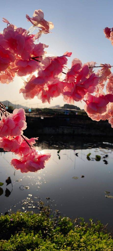 用錯角拍攝手法，令種植於湖畔旁邊粉嫩色嘅櫻花更加突出。（圖片來源：信芯園農莊）