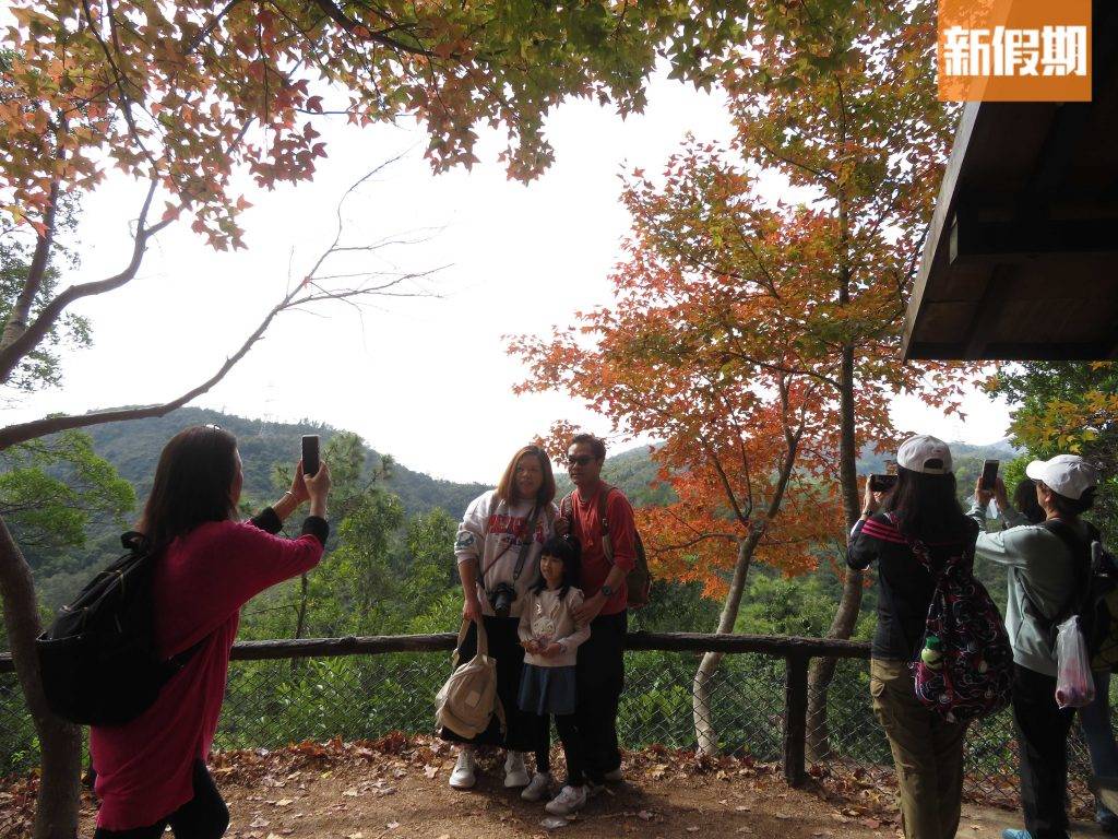 大棠紅葉 紅葉見紅色，吸引遊人打卡