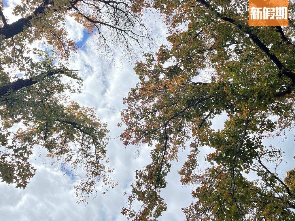 九龍塘紅葉 由樹底向上影有藍天白雲襯托，好似去咗韓國