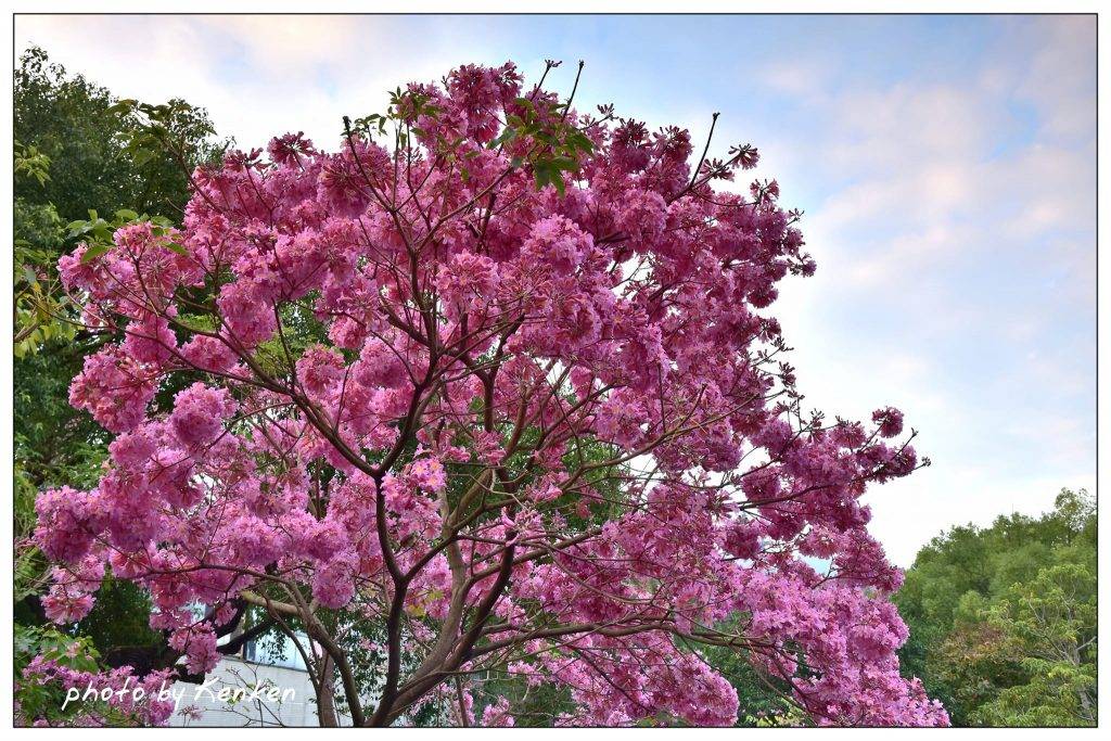 紅花風鈴木係中美洲國家薩爾瓦多嘅國樹。