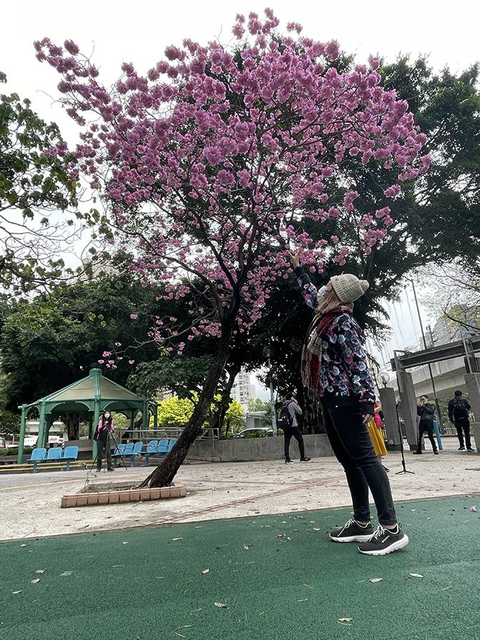 照片攝於2019年，紅花風鈴木種植在葵芳邨內，希望市民在賞花及影花時能夠保持安靜。