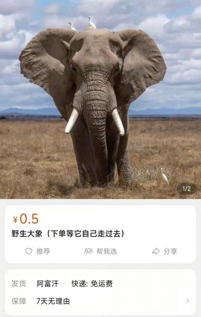 淘寶 淘寶熱賣野生大象，價格$0.5