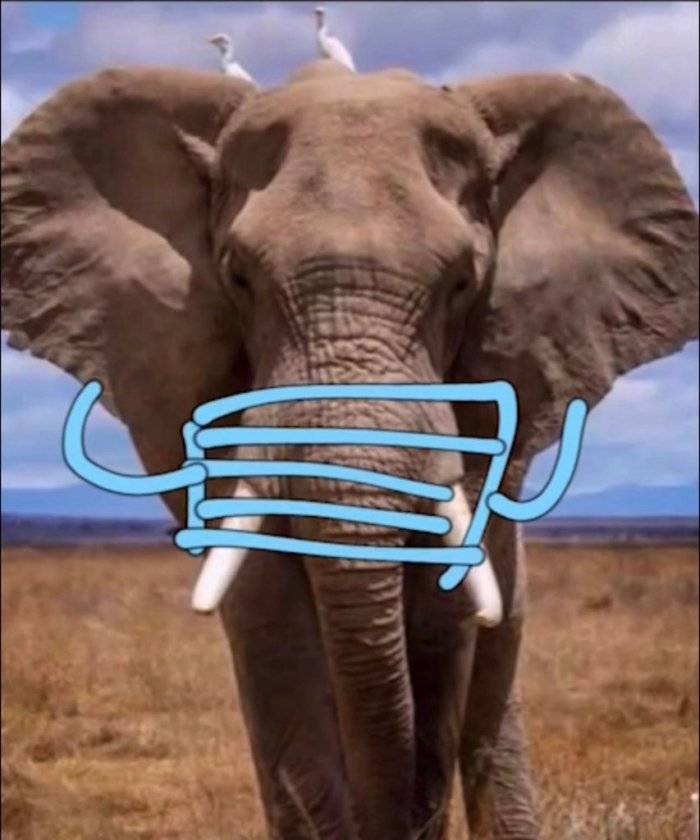 淘寶 大象更戴口罩！