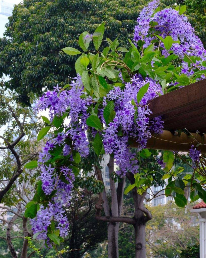 賞花好去處2023 賞花好去處 賞花 紫藤花 在動植物公園不難發現的錫葉藤身影。