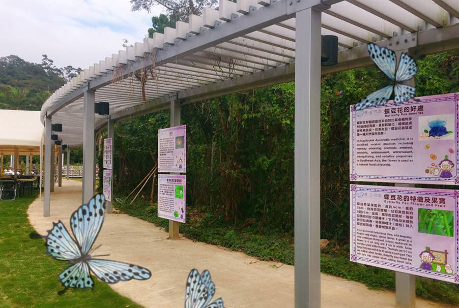 蝶豆花園 長廊上寫滿蝴蝶知識、咖啡豆知識和花朵知識。
