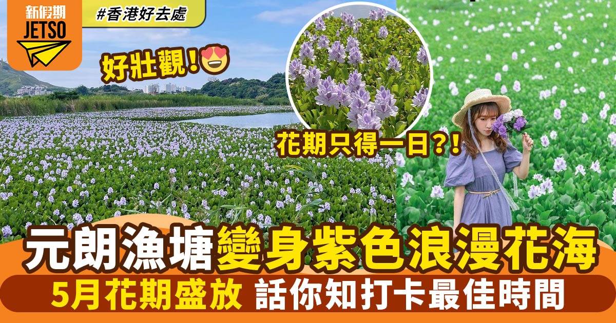 鳳眼藍香港2022｜元朗漁塘變身紫色浪漫花海  花期盛放附打卡拍攝貼士！
