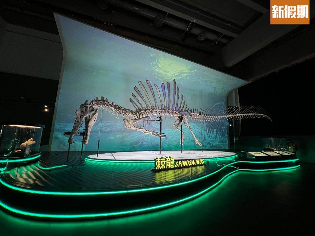 尖沙咀一日遊 科學館恐龍 恐龍展 棘龍1比1復原骨架。
