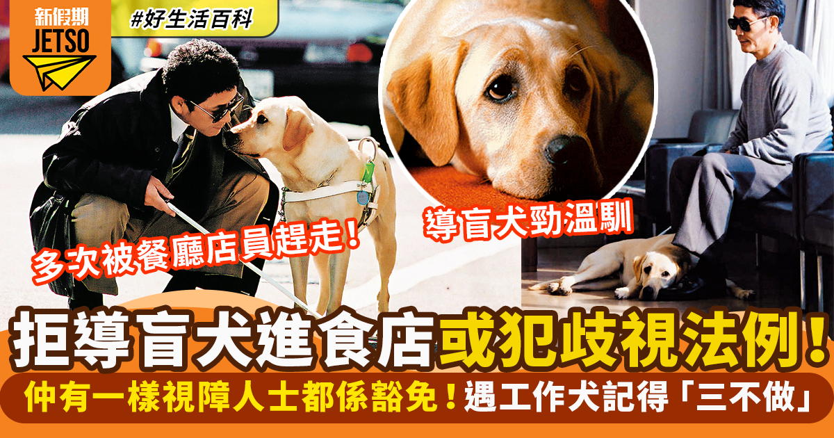 導盲犬可以入餐廳？拒視障人士內進或犯法！遇工作犬謹記三不做｜好生活百科