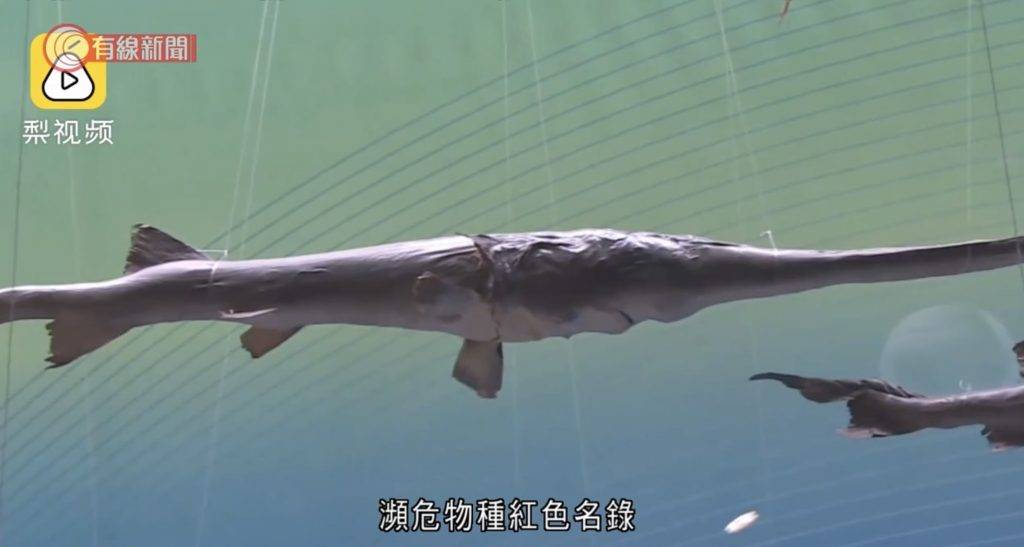 長江白鱘,絕種,淡水魚王 長住一張長劍嘴巴的長江白鱘，非常易認；雖然樣子笨笨，但游速很快，是水中霸王。