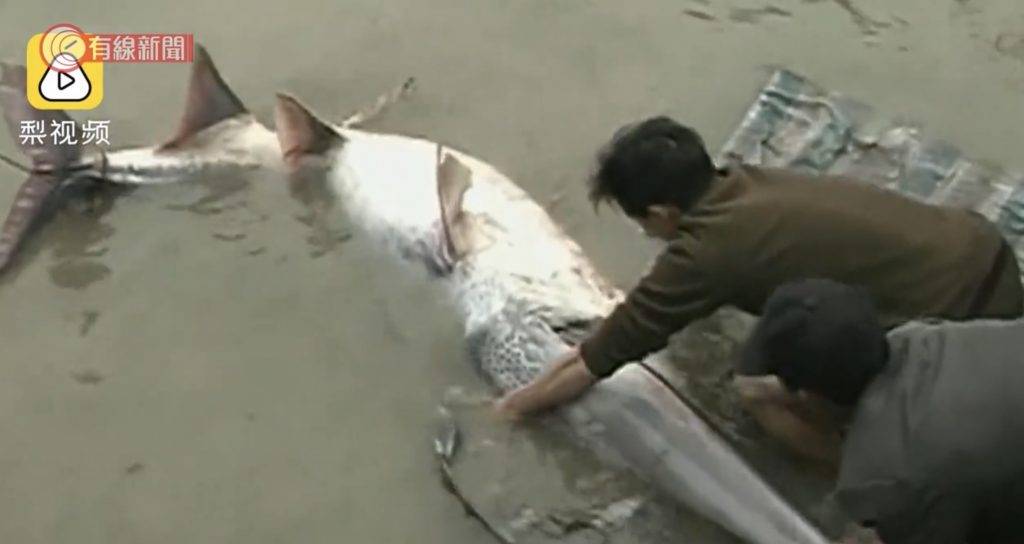 長江白鱘,絕種,淡水魚王 被誤捕的是一條重200公斤的母魚，滿腹魚卵。