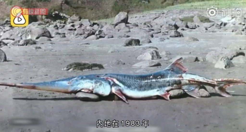 長江白鱘,絕種,淡水魚王 非法捕獵和水壩工程令白鱘數目銳減。