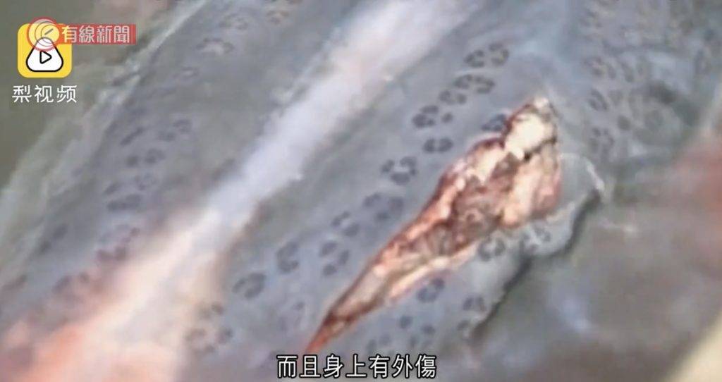長江白鱘,絕種,淡水魚王 專家為魚兒治好身上的外傷，加裝了追蹤系統後放生，可惜最終還是失去聯絡。