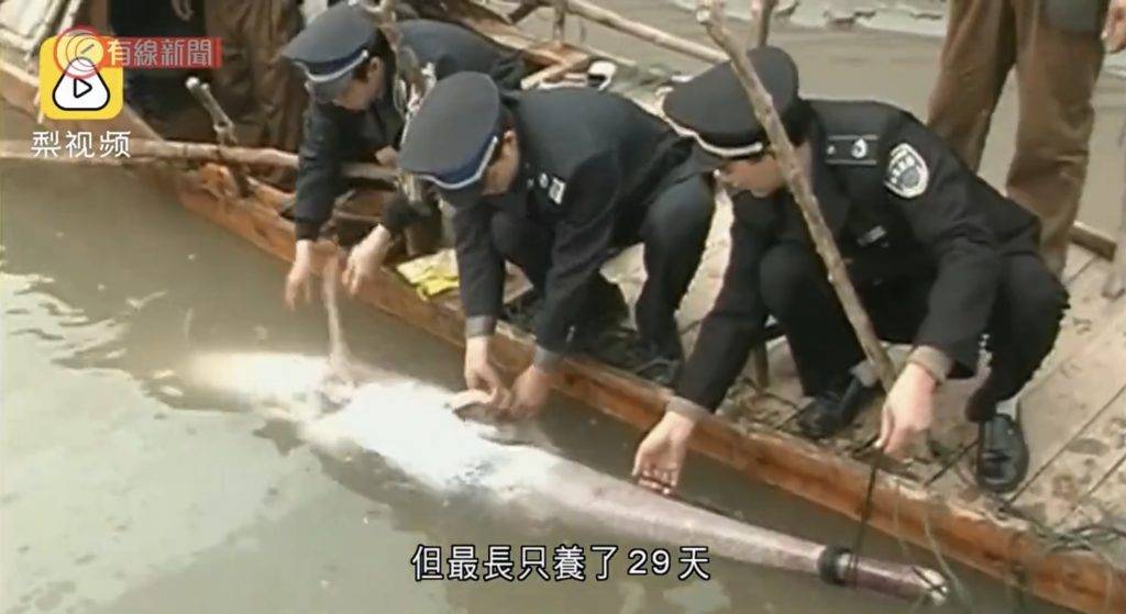 長江白鱘,絕種,淡水魚王 2003年曾被漁民誤捕，醫治放生，這亦是人類見過最後一條白鱘了。
