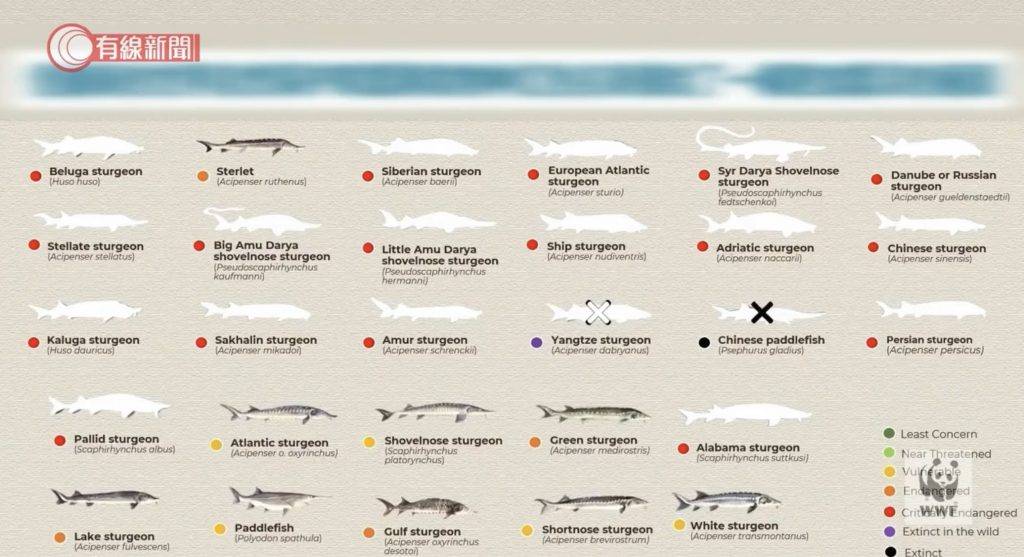 長江白鱘,絕種,淡水魚王 除了長江白鱘，世上有2/3的鱘魚亦同樣面臨滅絕的危機，急需保育。