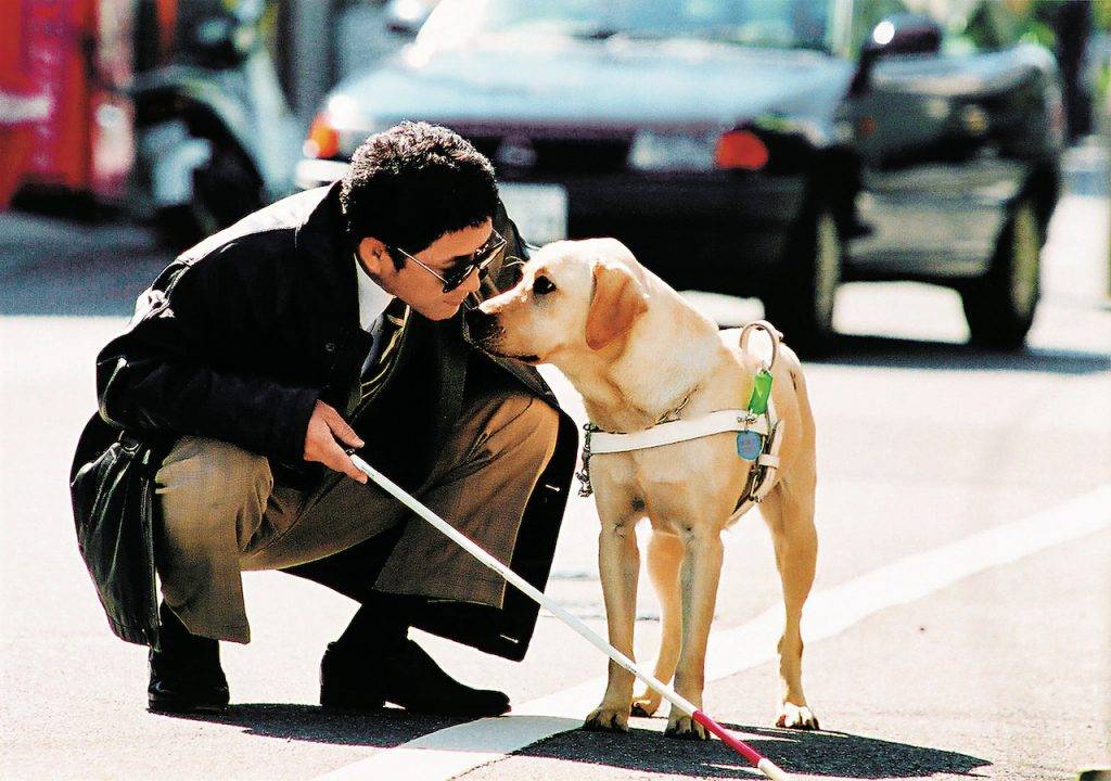 導盲犬 拒視障人士帶同導盲犬入內，有機會觸犯法例。