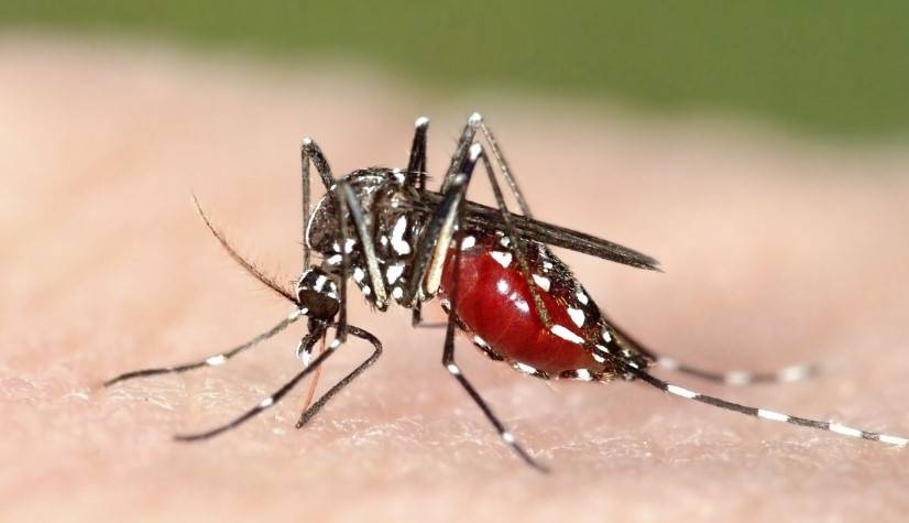 瘧疾 瘧疾是由受感染的雌性按蚊傳播的疾病。