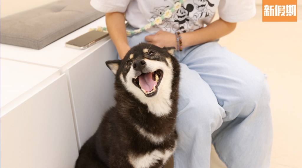 阿棍屋 診所內小狗會出來散步，柴犬是早幾天被發現遺棄帶到診所的。