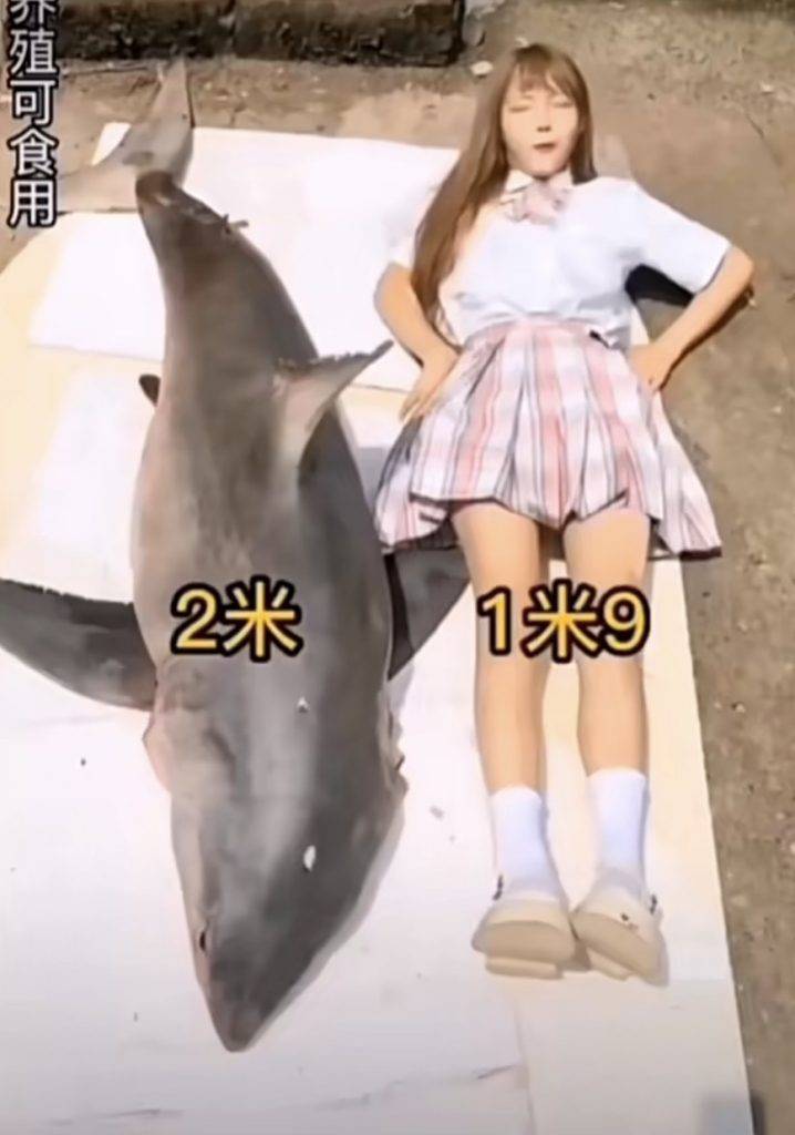 大白鯊,大陸網紅,瀕危 根據影本所述，鯊魚重逾百斤，體長亦如同一個成年人身高。