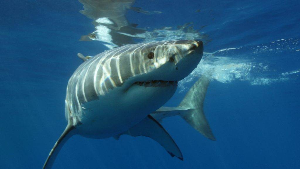 大白鯊 全球鯊魚數目愈來愈少