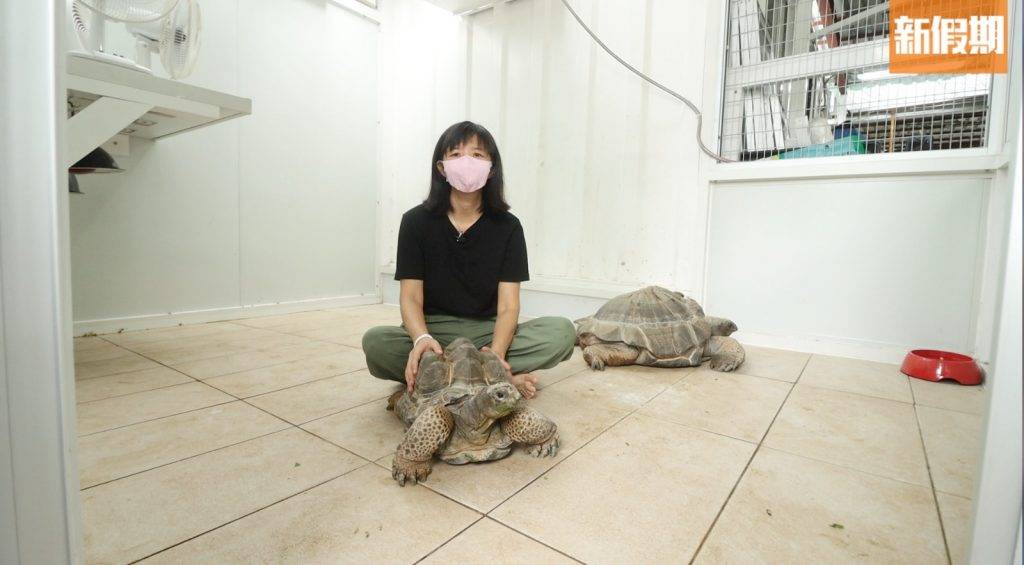 阿棍屋 兩隻龜是幫助一位80歲的婆婆寄養的。