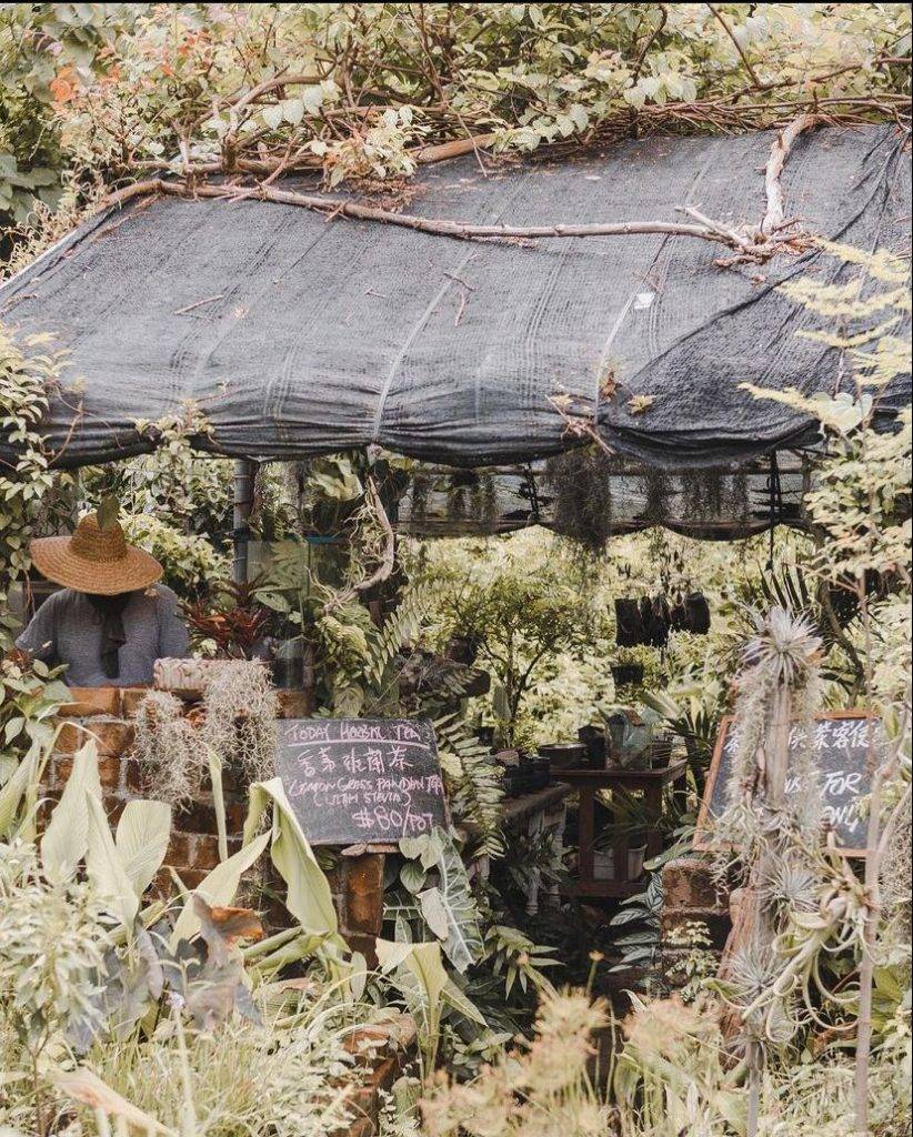 herboland 南丫島森林小茶棚！入口被荗密的灌木叢和攀籐覆蓋，與大自然融為一體！