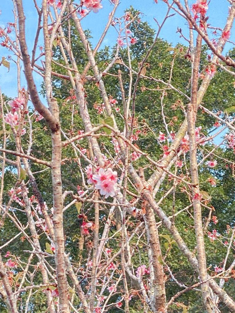 荔枝角一日遊 荔枝角好去處 春天的荔枝角公園能賞櫻！