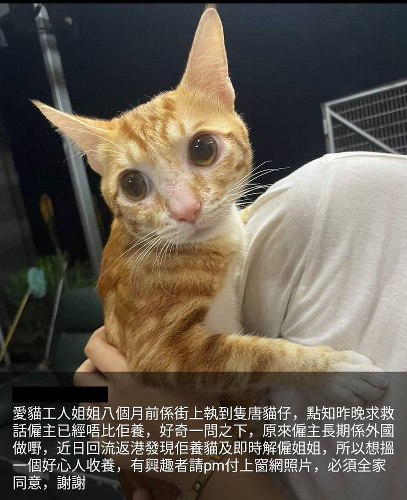 工人姐姐 唐貓 好心的工人姐姐8月前在街上執到隻唐貓，便把牠帶回家照顧。