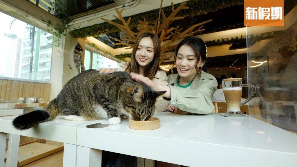 港女 貓Cafe多數提供輕食及飲品，有貓咪伴你一齊用餐，幸福感滿滿。
