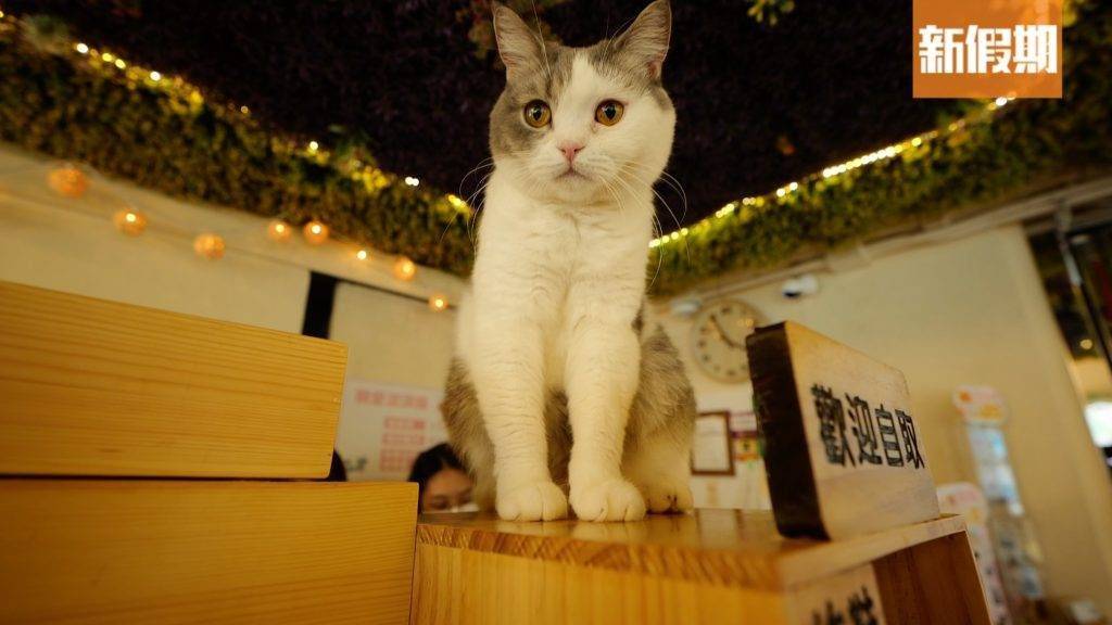 港女 一入貓Cafe，可愛貓咪立即用水汪汪大眼攻下你的心防。