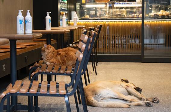 荃灣 香港法例中規定任何人不得將狗隻帶進任何食物業處所內，法例內暫無對貓隻進入餐廳有明文規管。