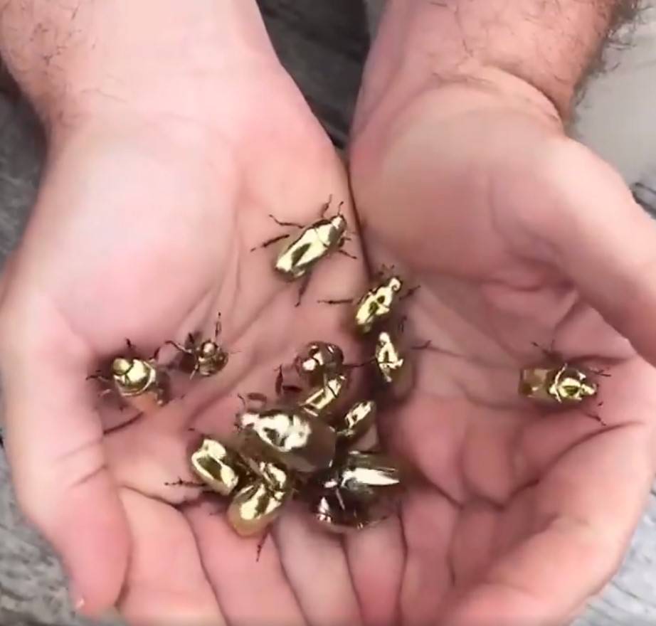 銀色甲蟲 曾有外國網民發現大量銀色甲蟲！