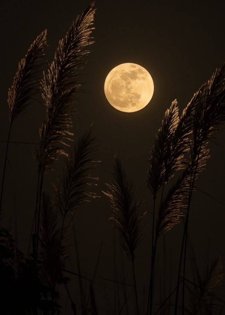 英文 有網民因「初一、十五」有聯想到月缺、月滿，因此意譯full moon、new moon