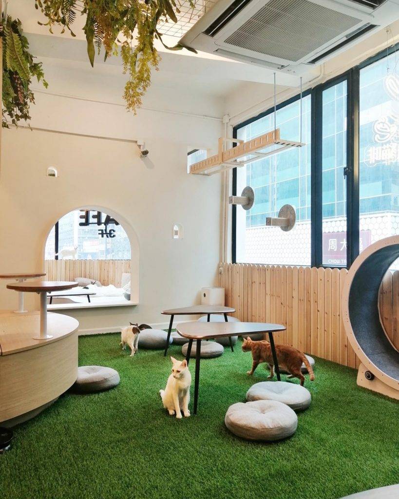 旺角cafe 貓Cafe｜佔地超過1,000呎，空間感超大，室內設有仿草地設計。