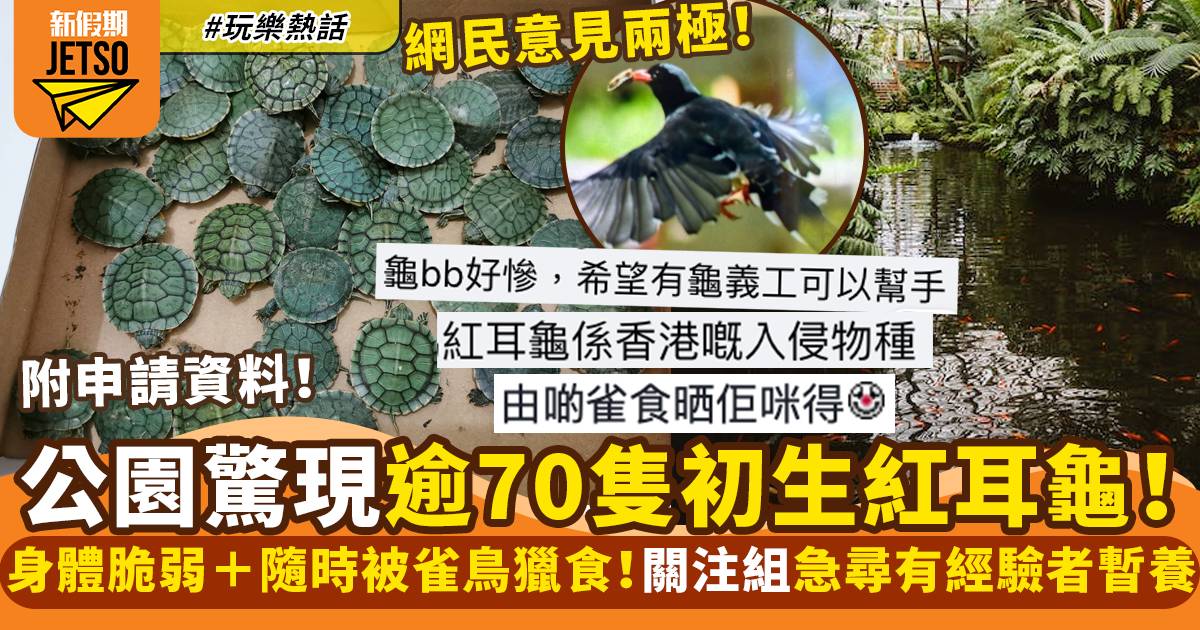 柴灣公園水池驚現70隻紅耳龜BB！關注組急徵有經驗者飼養｜玩樂熱話