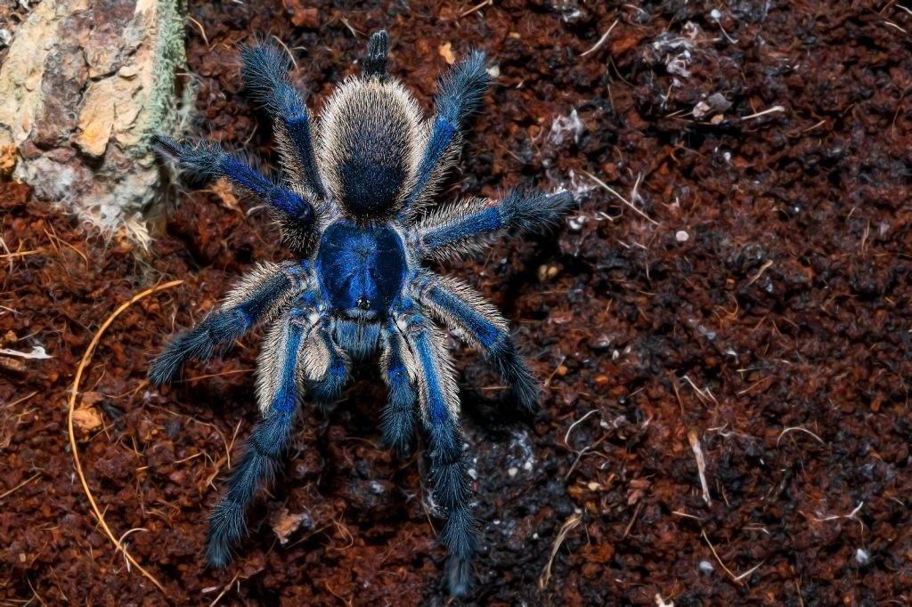 萬聖節 色彩艷麗的夢幻藍巴布蜘蛛原產於非洲東部的世界遺產名鈹之一的群島上, 在香港難得一見。