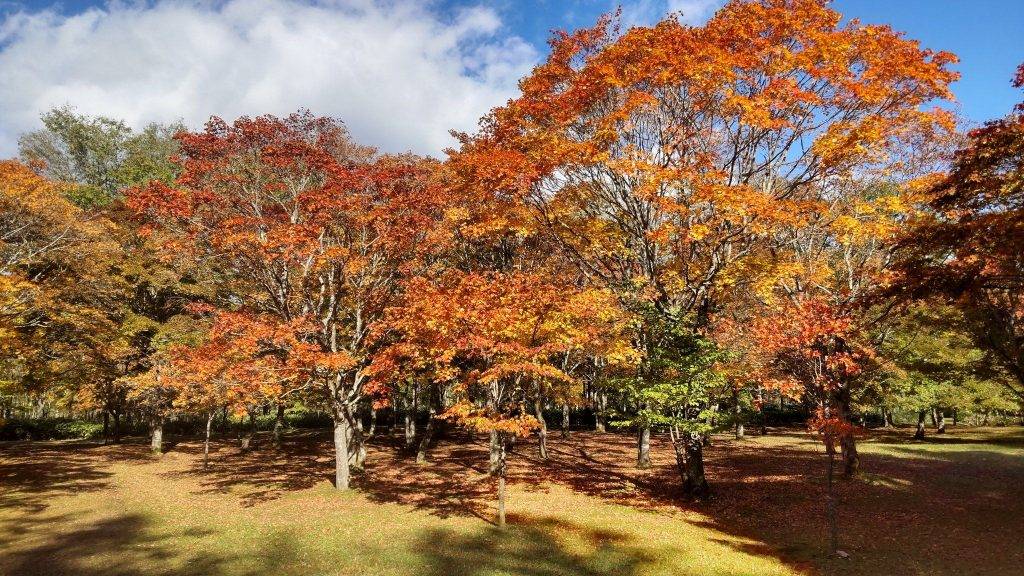 日本紅葉 2022年10月中旬的北海道