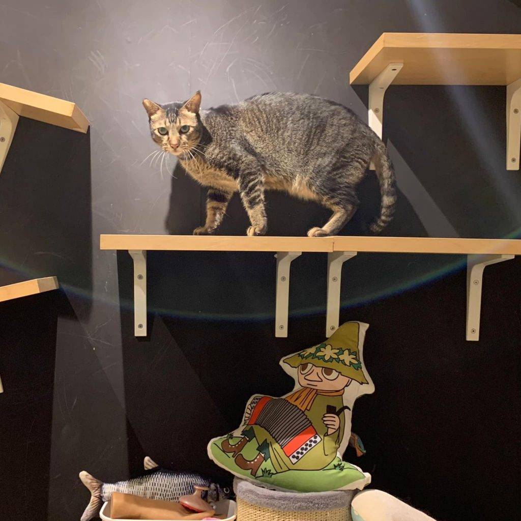 貓Cafe 貓Cafe｜來浪浪抱抱這個共享空間，有貓貓陪你工作！