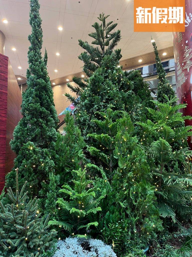 銅鑼灣聖誕2022 所有樹木都是真松樹！