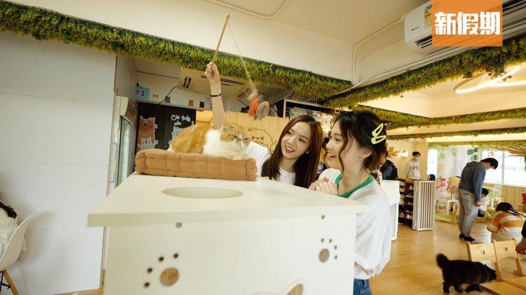 貓Cafe 貓Cafe｜這裡也有齊貓玩具，逗貓棒、梳子都有，但主子理唔理你就睇心情了。
