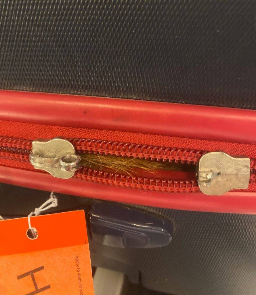 行李 在行李的角落看到一小撮橙色貓毛突出