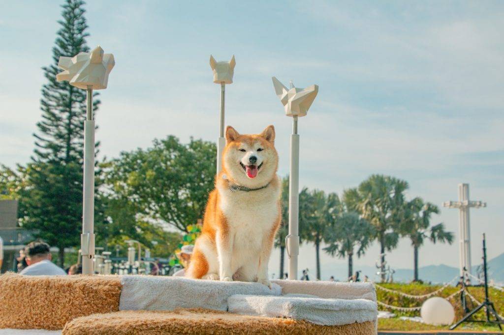 互動藝術裝置 《狗狗生命的重量》於東岸公園及啟德車站廣場展出