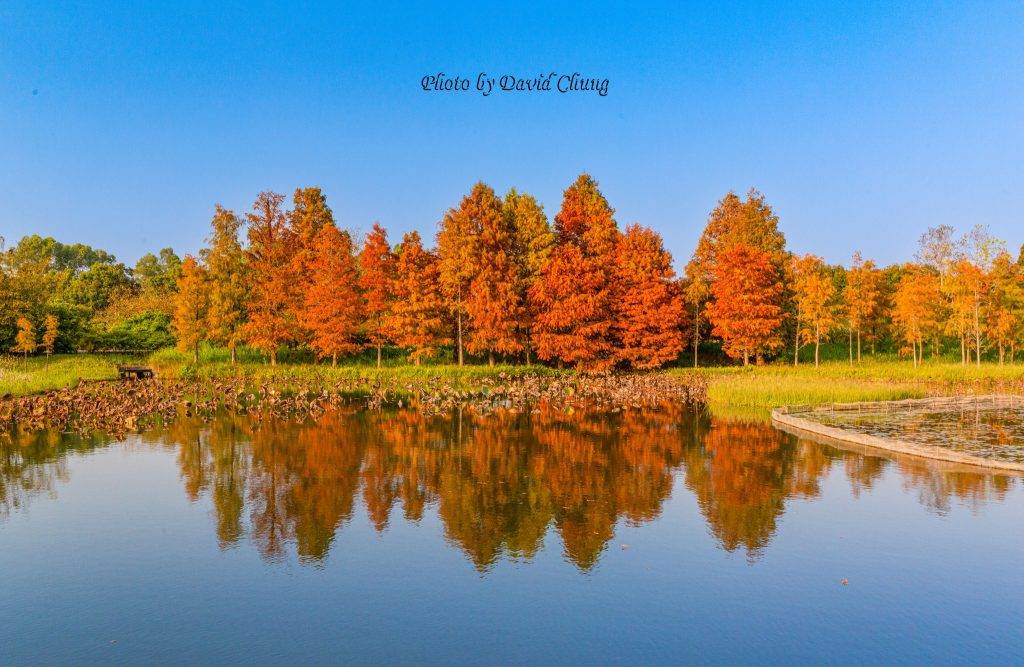 濕地公園紅葉2023 濕地公園2023 一列落羽松與人工湖互相映照，形成「天空之鏡」