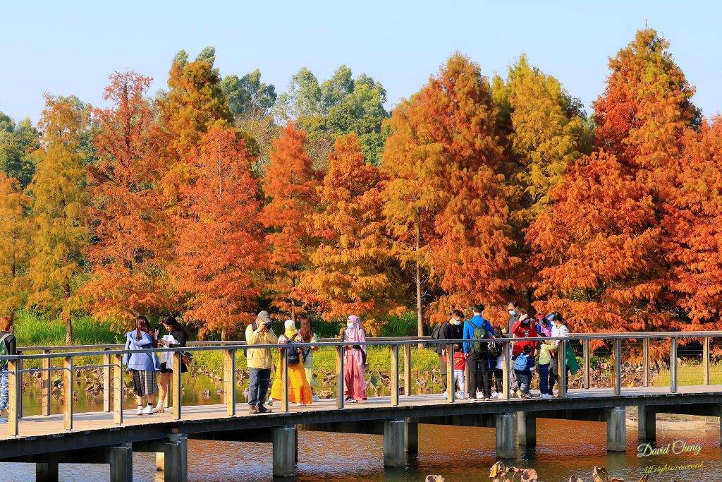 濕地公園紅葉2023 濕地公園2023 「演替之路」是拍攝落羽松的最佳位置