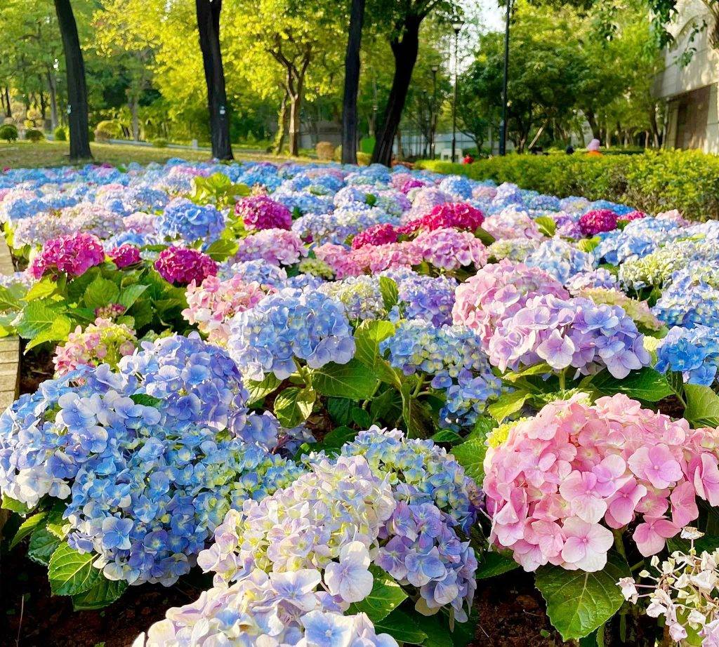 天水圍繡球花 
