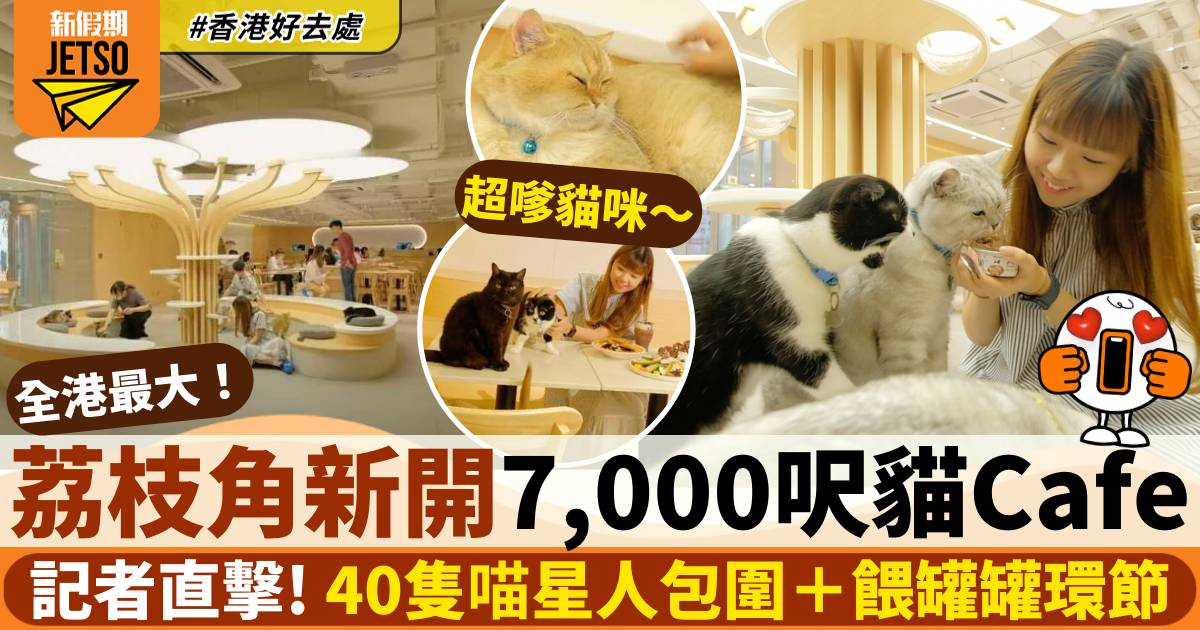 荔枝角貓Cafe URBAN Cafe！7,000呎空間全港最大＋40隻貓貓