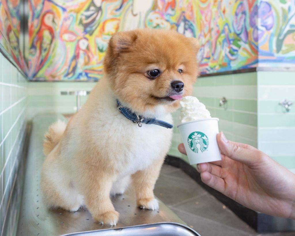 Starbucks 狗狗Puppuccino