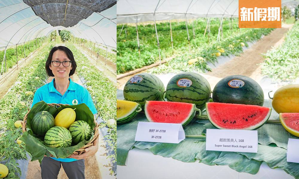 開心香港｜本地有機西瓜節 青衣一連4日舉行買超甜西瓜送禮物