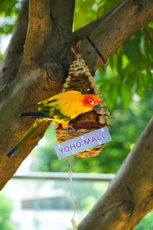 元朗寵物公園全新開！YOHO MALL罕有小型動物專區＋放電遊樂場 香港好去處 新假期