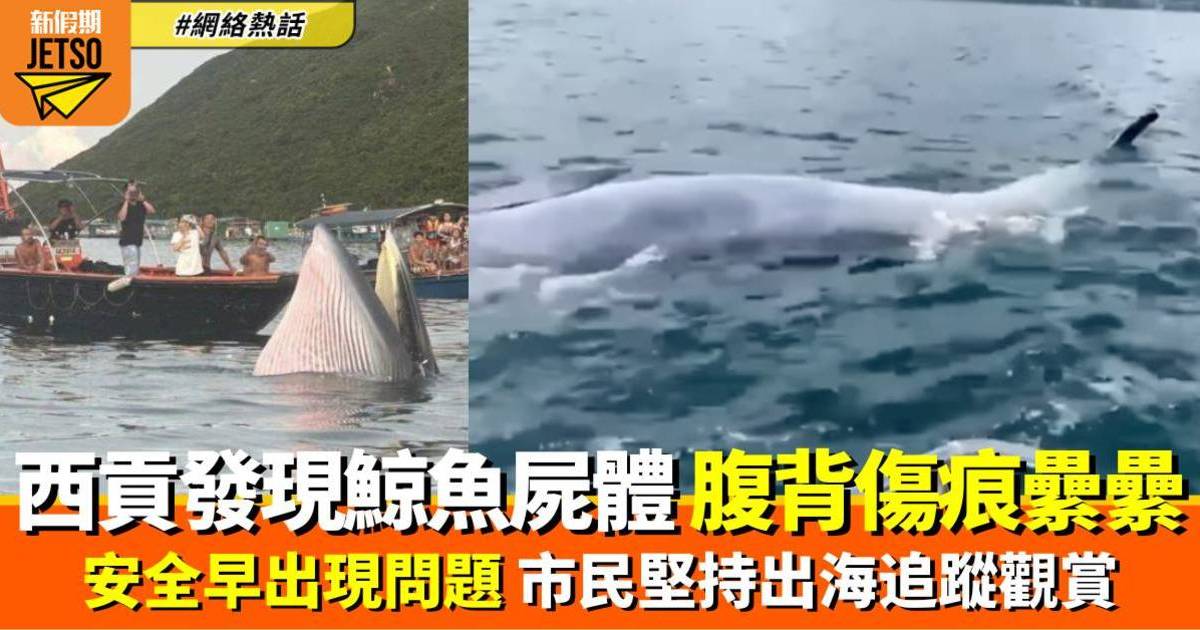 西貢海面發現鯨魚屍體 疑是背部受傷布氏鯨 市民曾不顧勸喻堅持近距離觀賞
